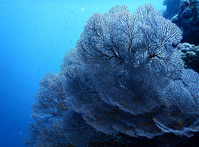 Coral