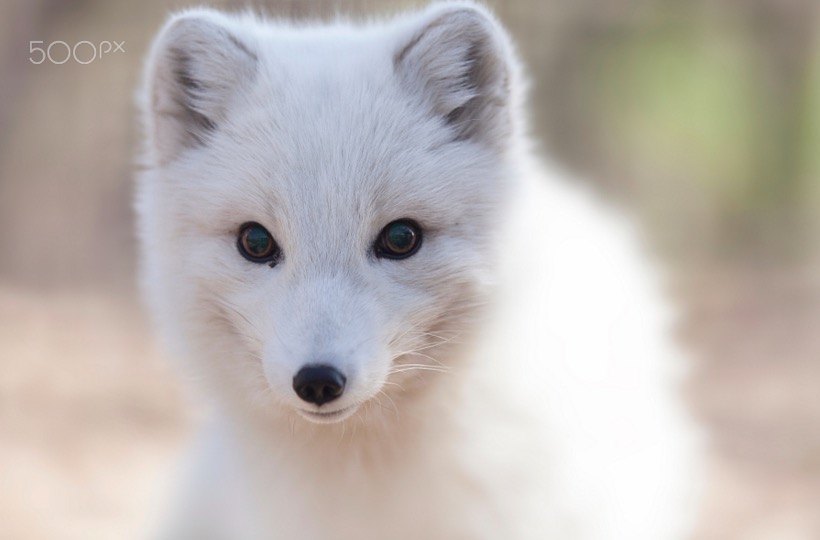 Curious artic fox