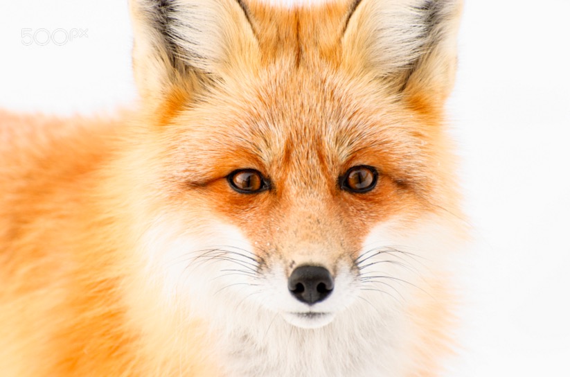 Fox Close Up
