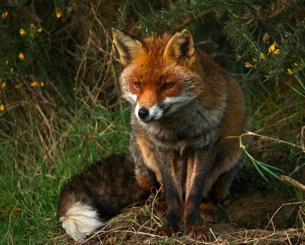 Fox Image