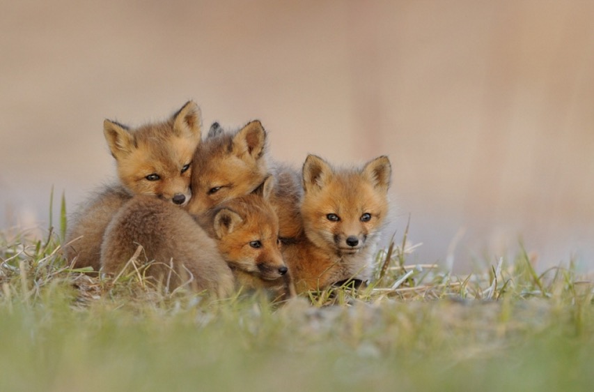 Fox-cubs after sunset