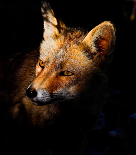 Fox portrait