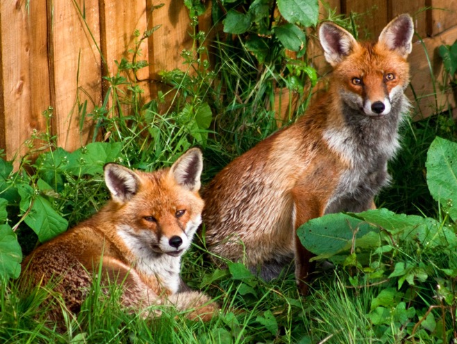 Foxes