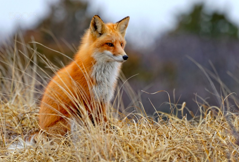 Red Fox