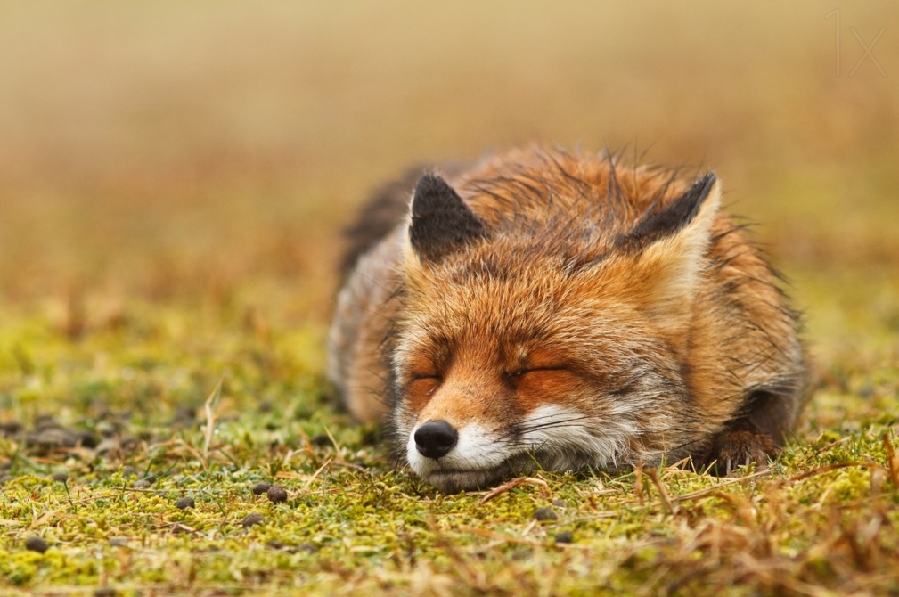 Red fox, probably dreaming of uncount...