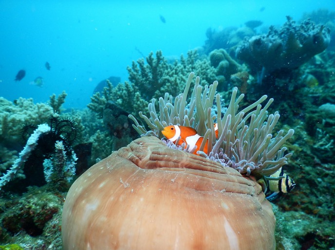 Reef