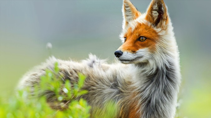 The Red Fox
