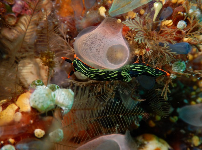 Underwater click