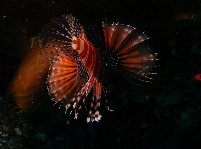 Underwater creature