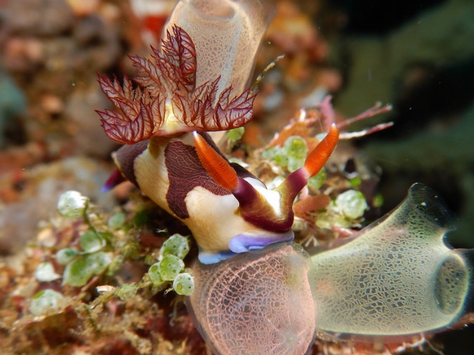 Underwater plant