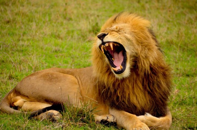 A lion roar
