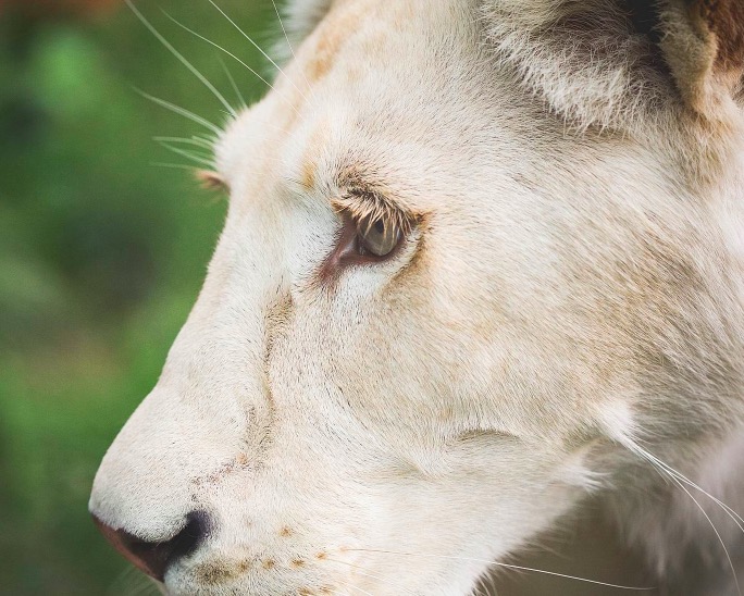 Eye of a White Lion