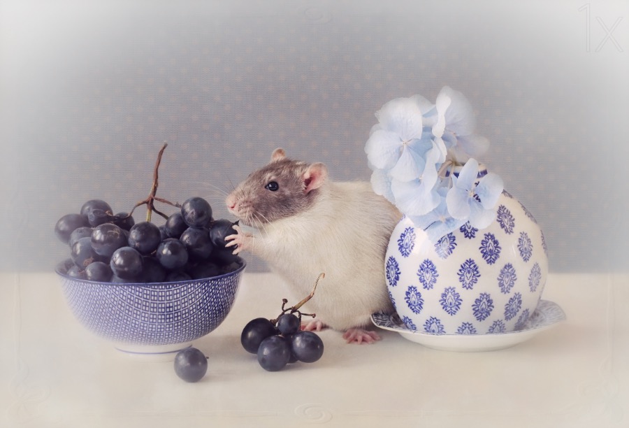 Grapes