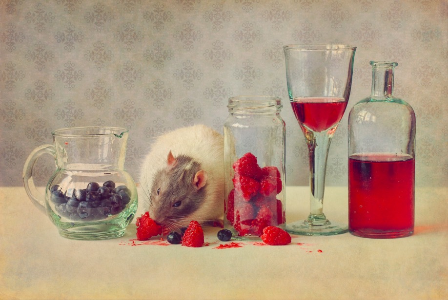 Having a party