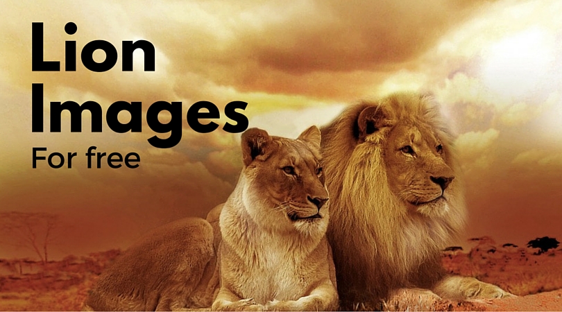 Lion Images