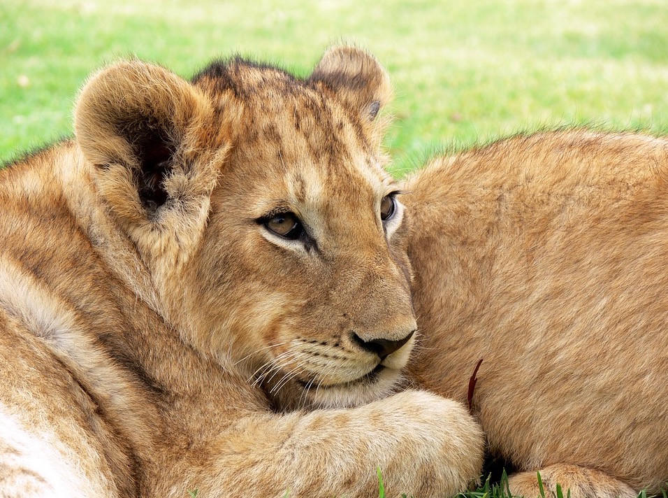 Lion cub