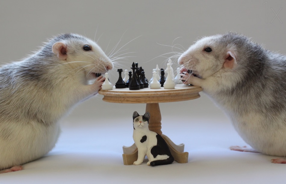 Playing Chess!