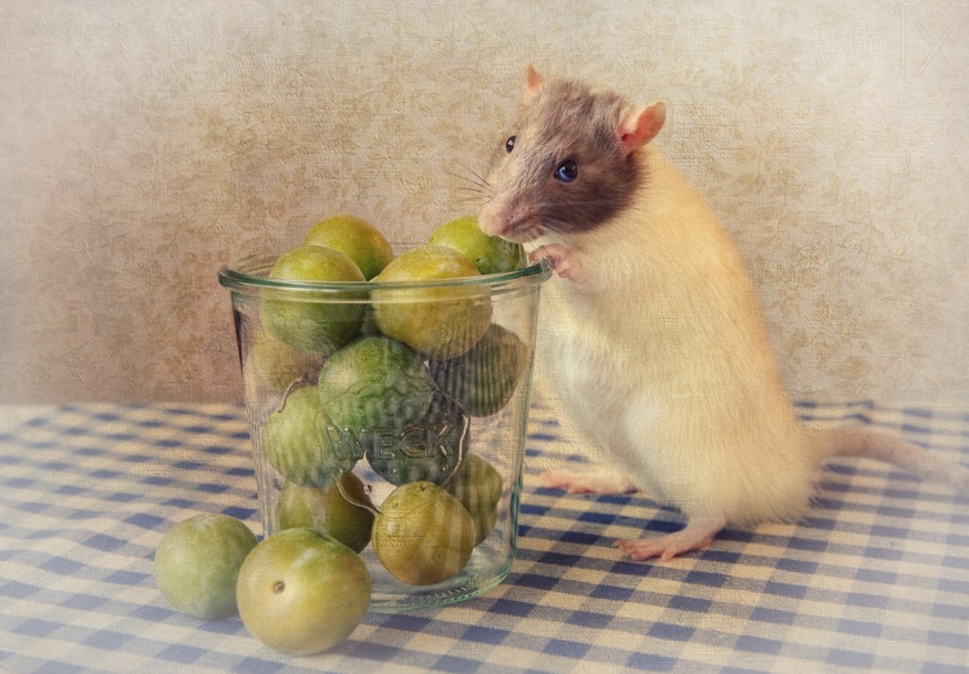 Prunes