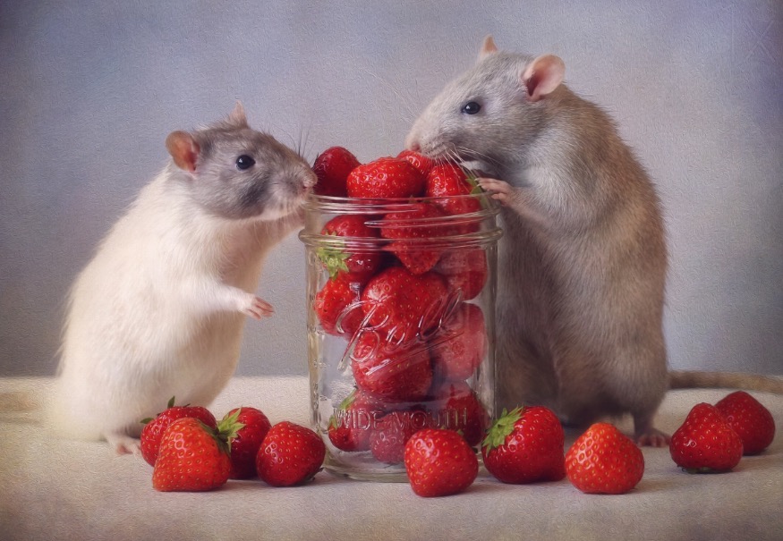 Strawberries