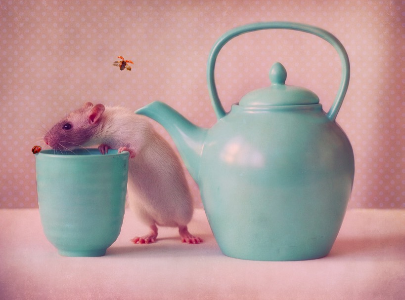With ladybird cup n kettle