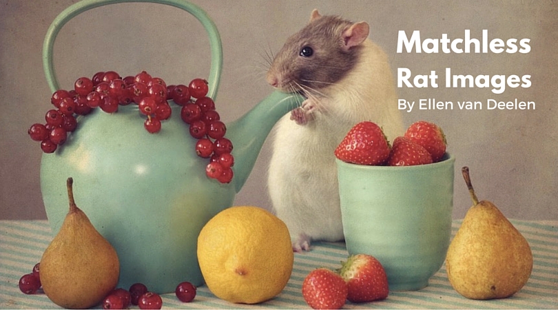 rat images