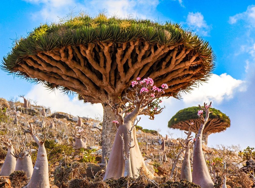 Dragon’s blood tree, Yemen