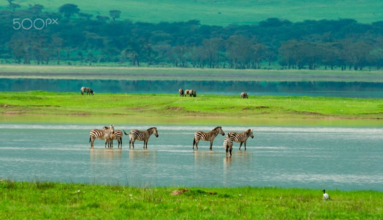 national park, tanzania