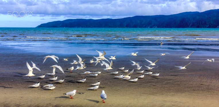 wellington, new zealand