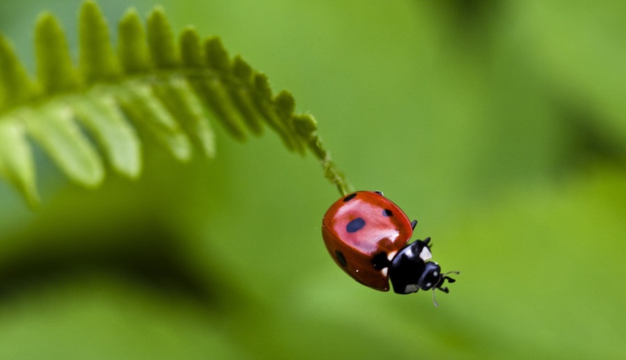 Ladybug II