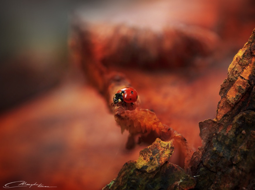 Ladybug of the forest