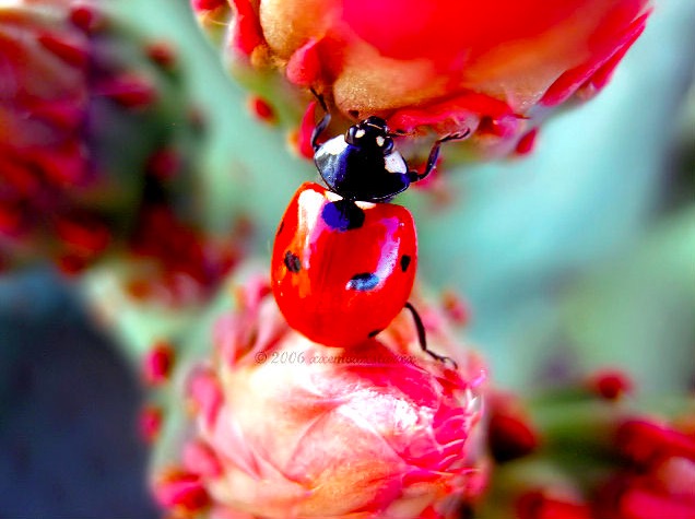 ladybug adventures