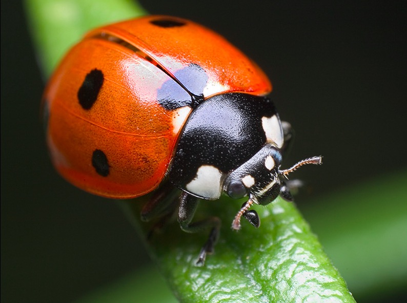 ladybug graemo