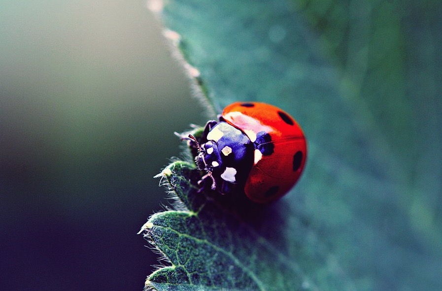 melancholic ladybug