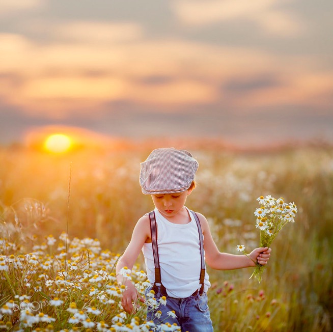 Summer daisies