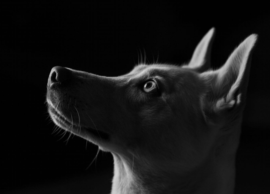Dog (© Colin Reid)
