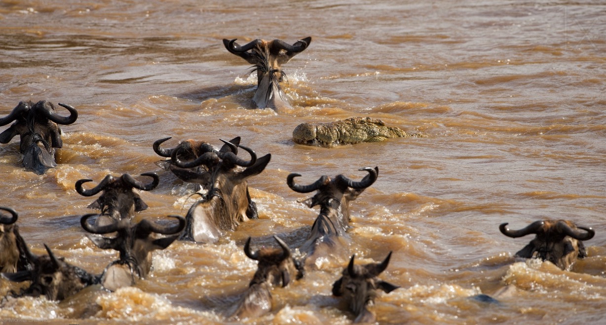 A massive crocodile in the Mara river (Kenya) swims into a group of wildebeest