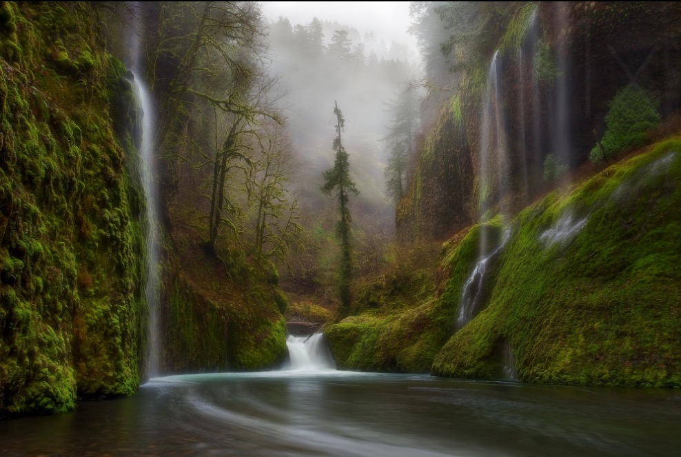 Seasonal falls emerge through morning fog and rain deep in the Columbia River Gorge
