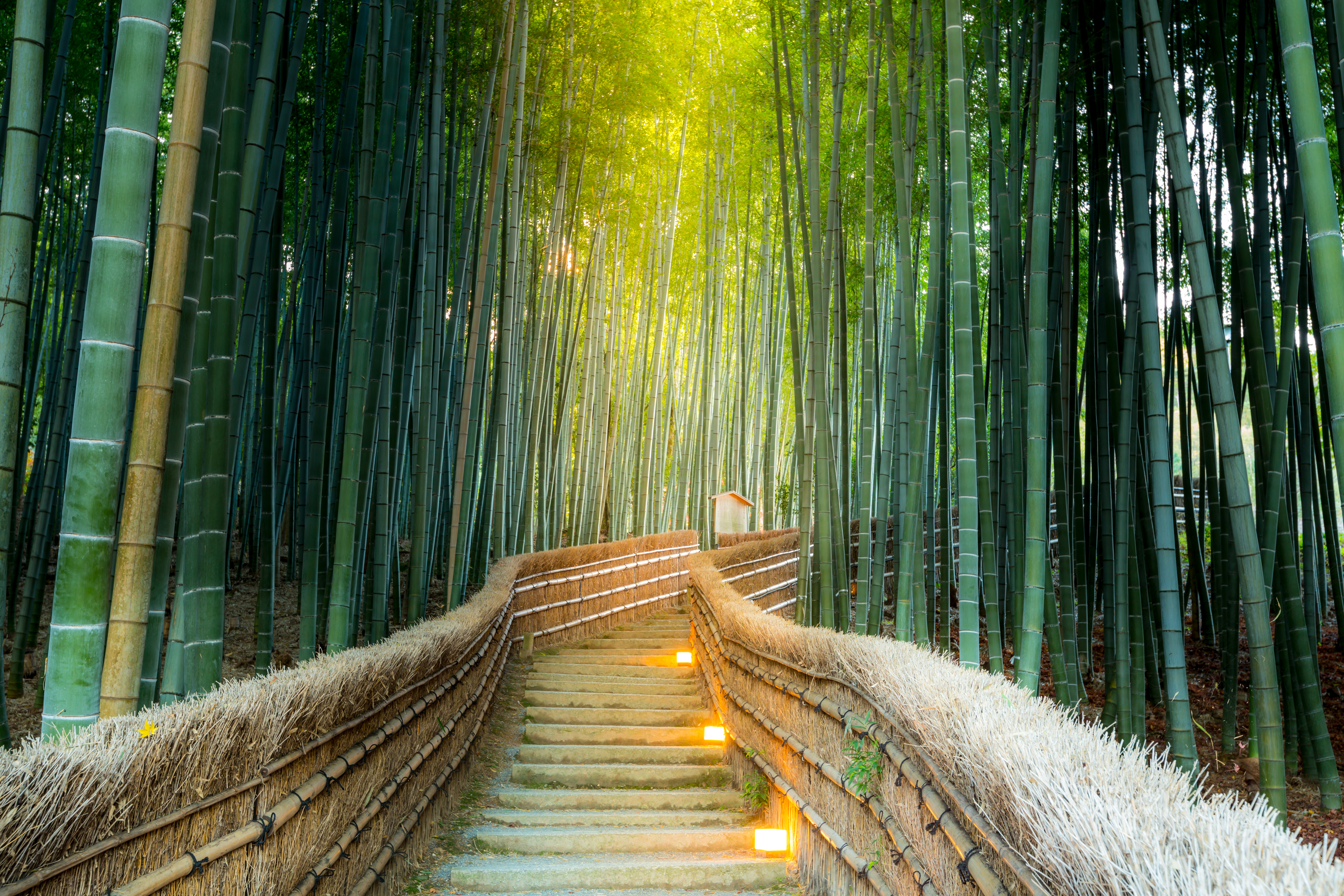 Arashiyama Bamboo Forest in Kyoto Japan