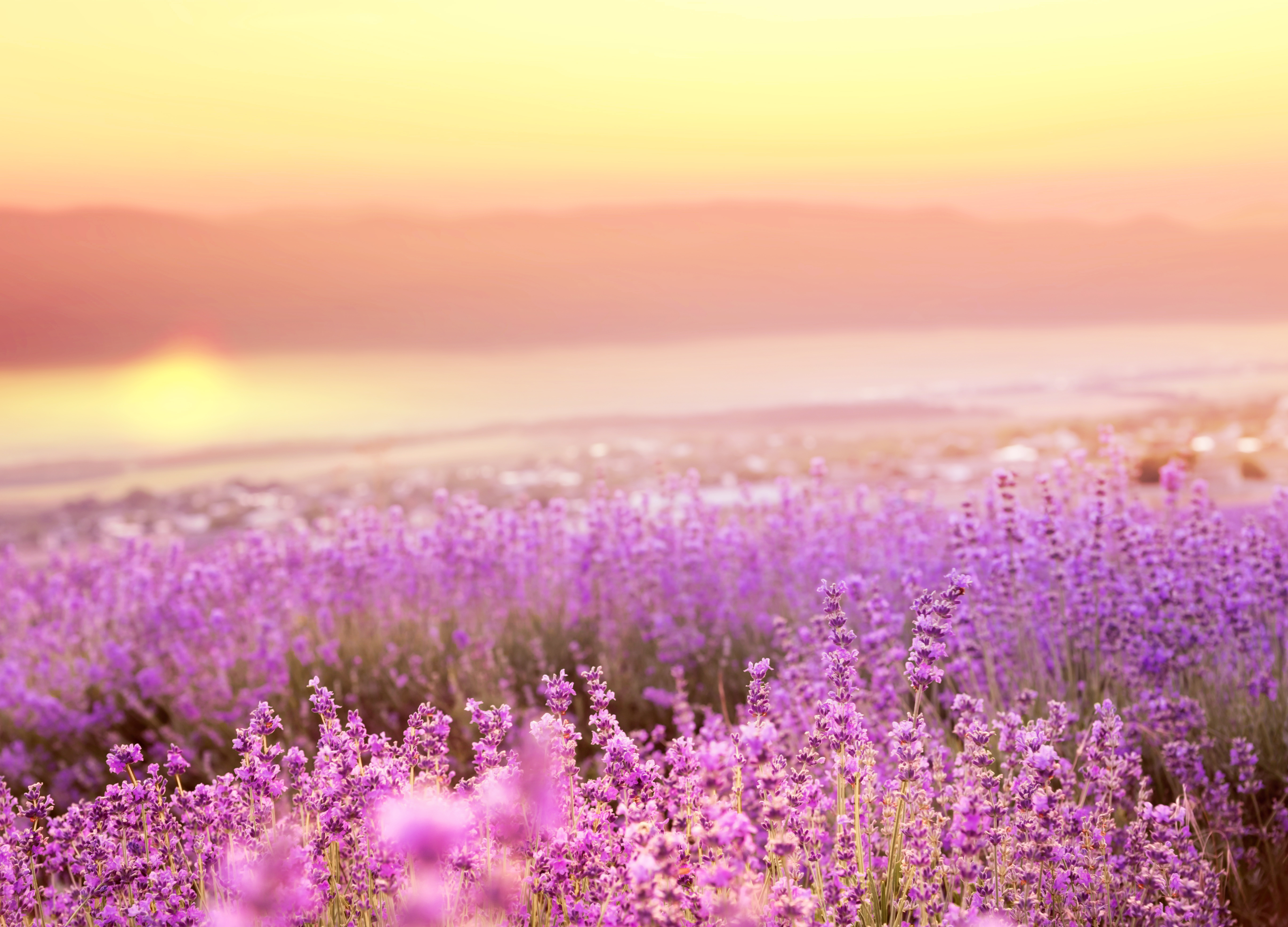 Beautiful Image of Lavender Field | Nature Wallpaper
