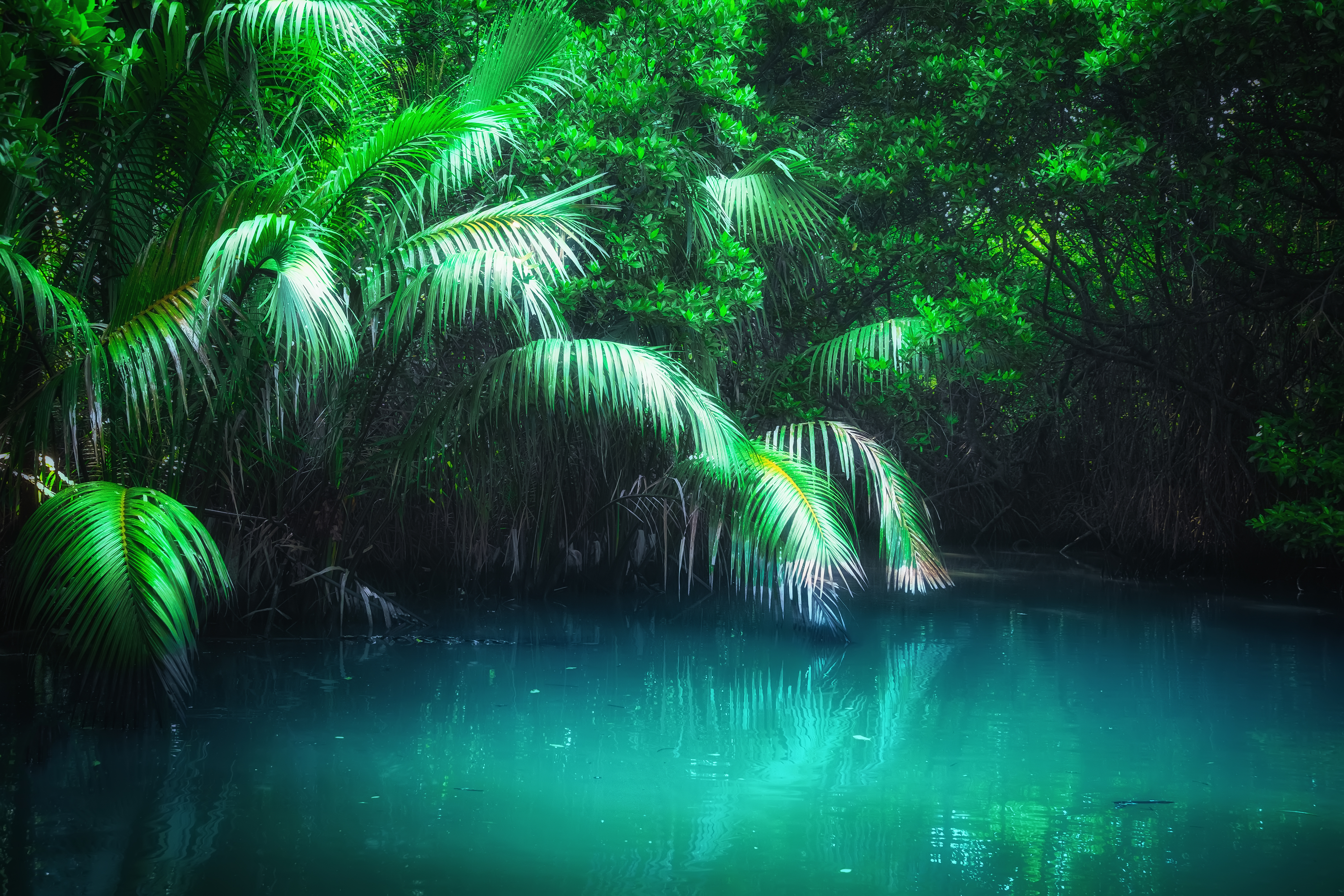 Fantasy Jungle Landscape in Mangrove rain forest | Nature Wallpaper