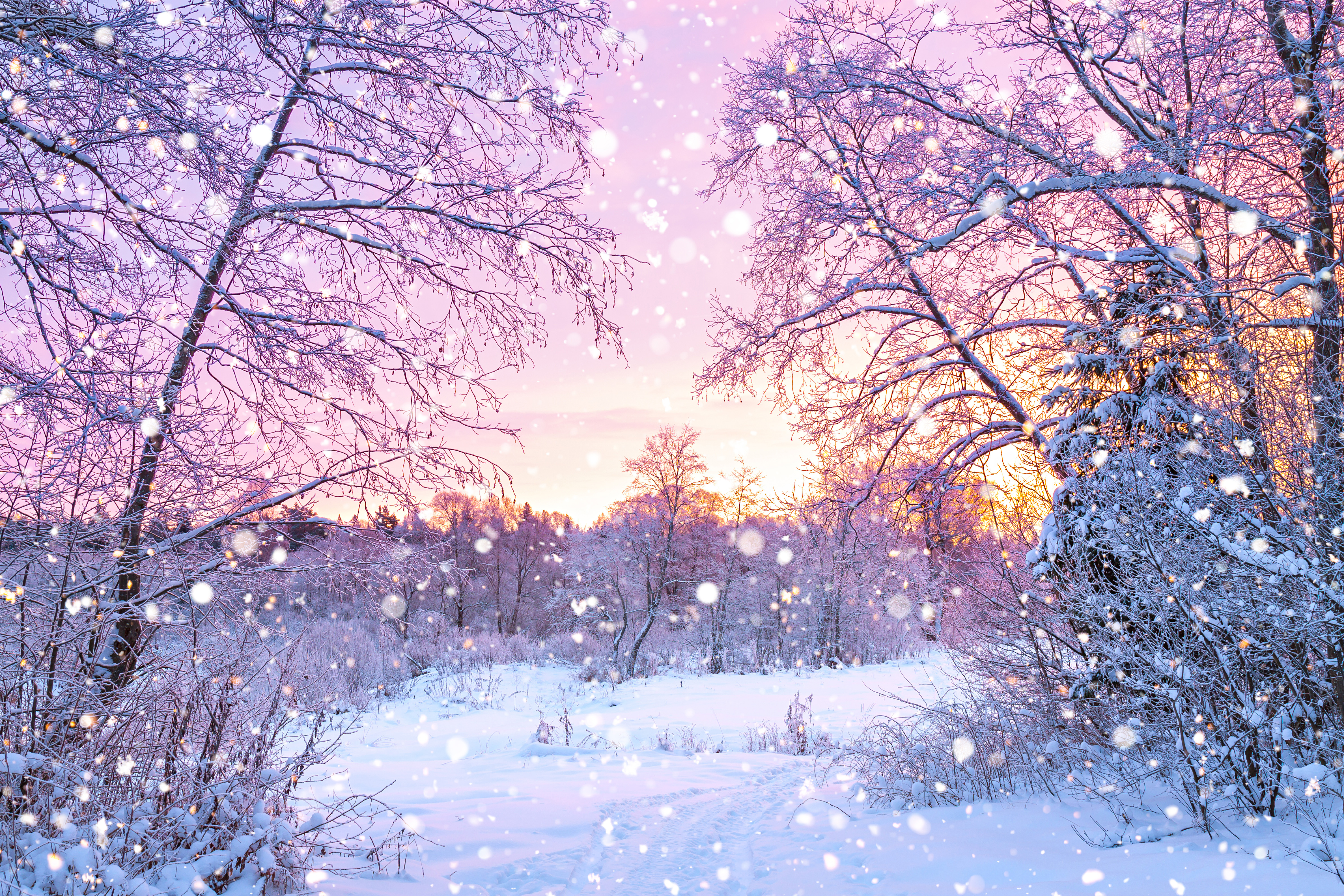 Forest, trees, sunrise, winterly morning | Nature wallpaper