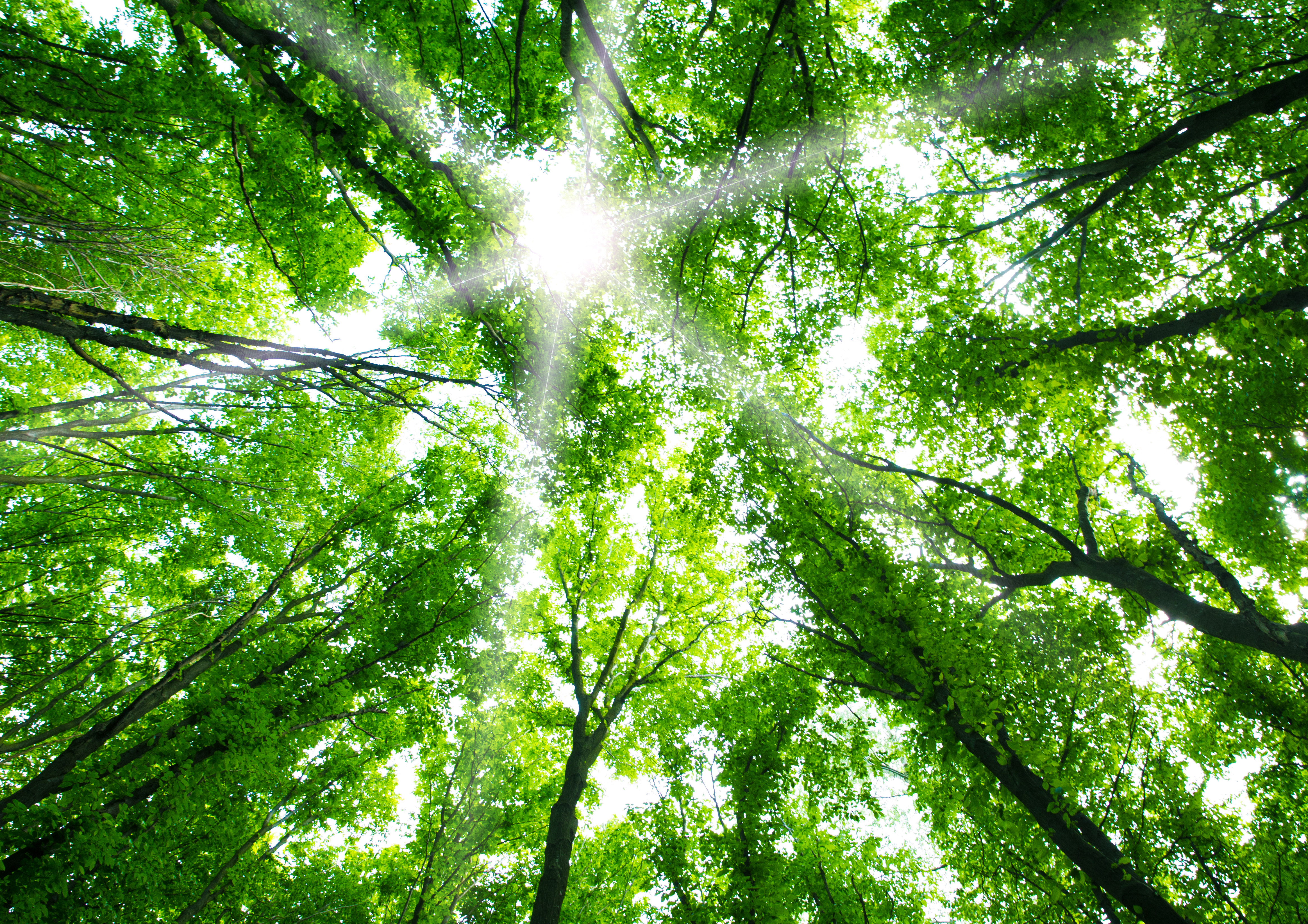 Green Forest Nature Background