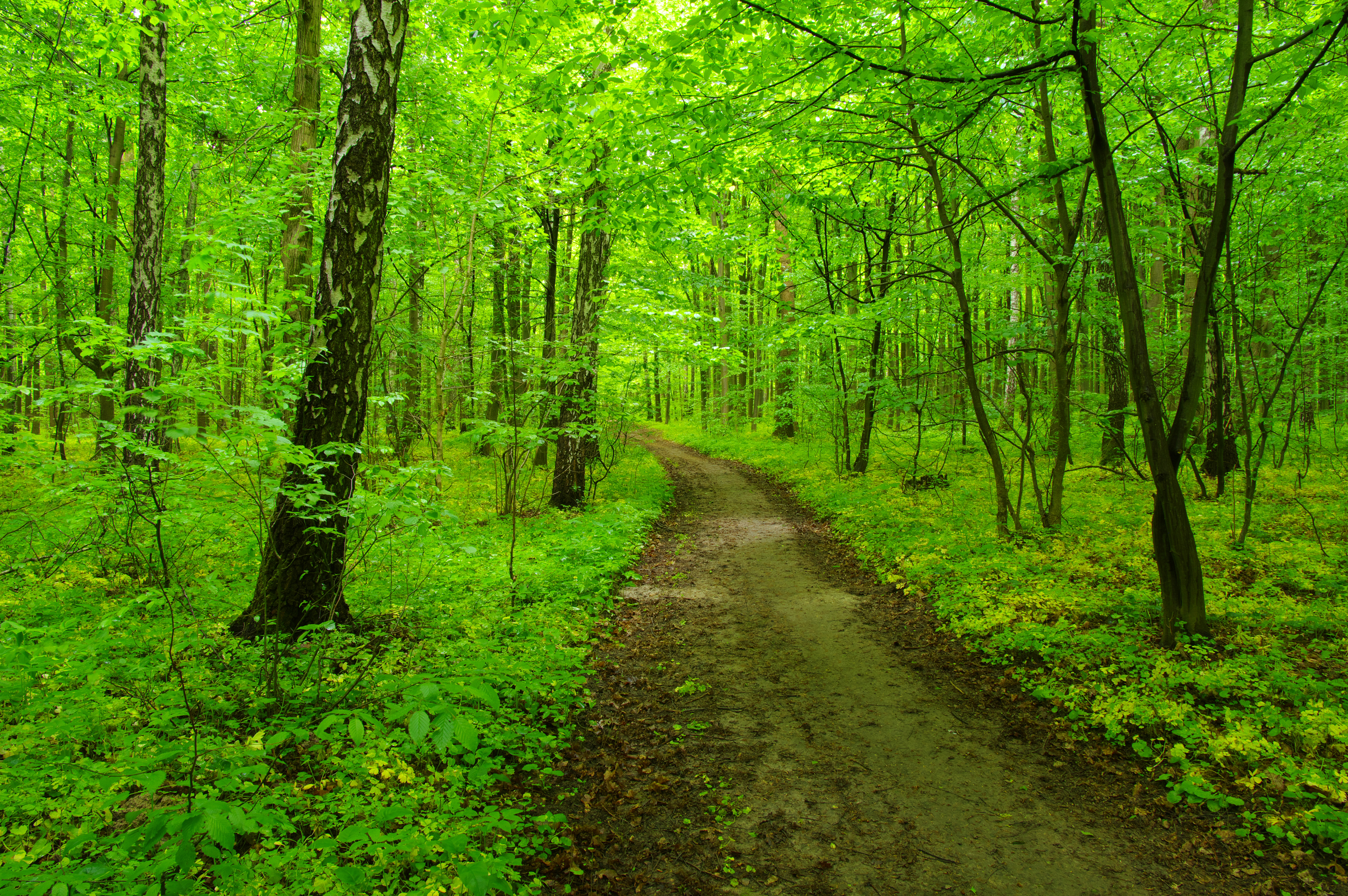 Green Forest and the path - Nature Wallpaper