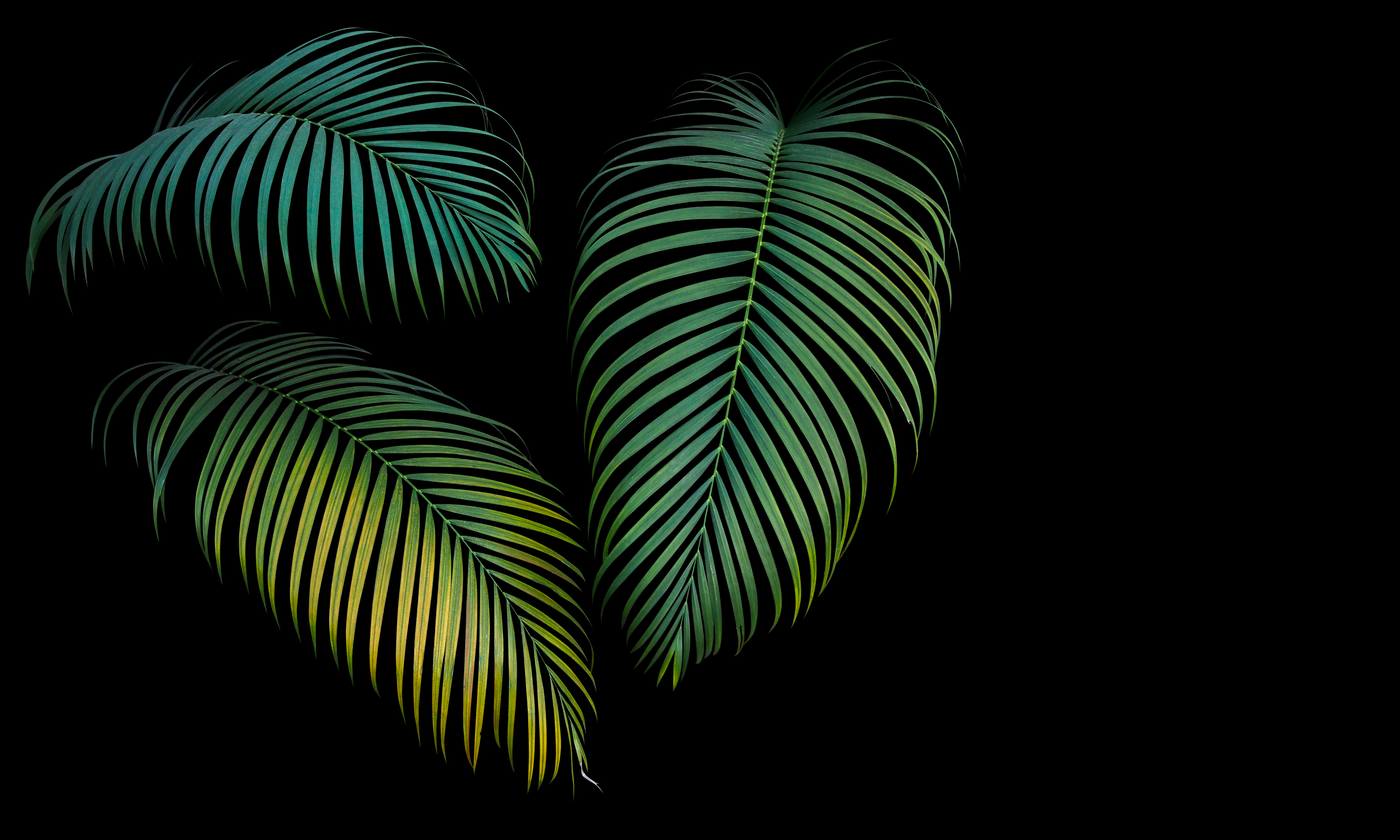 Green and yellow Palm leaves | Nature Wallpaper