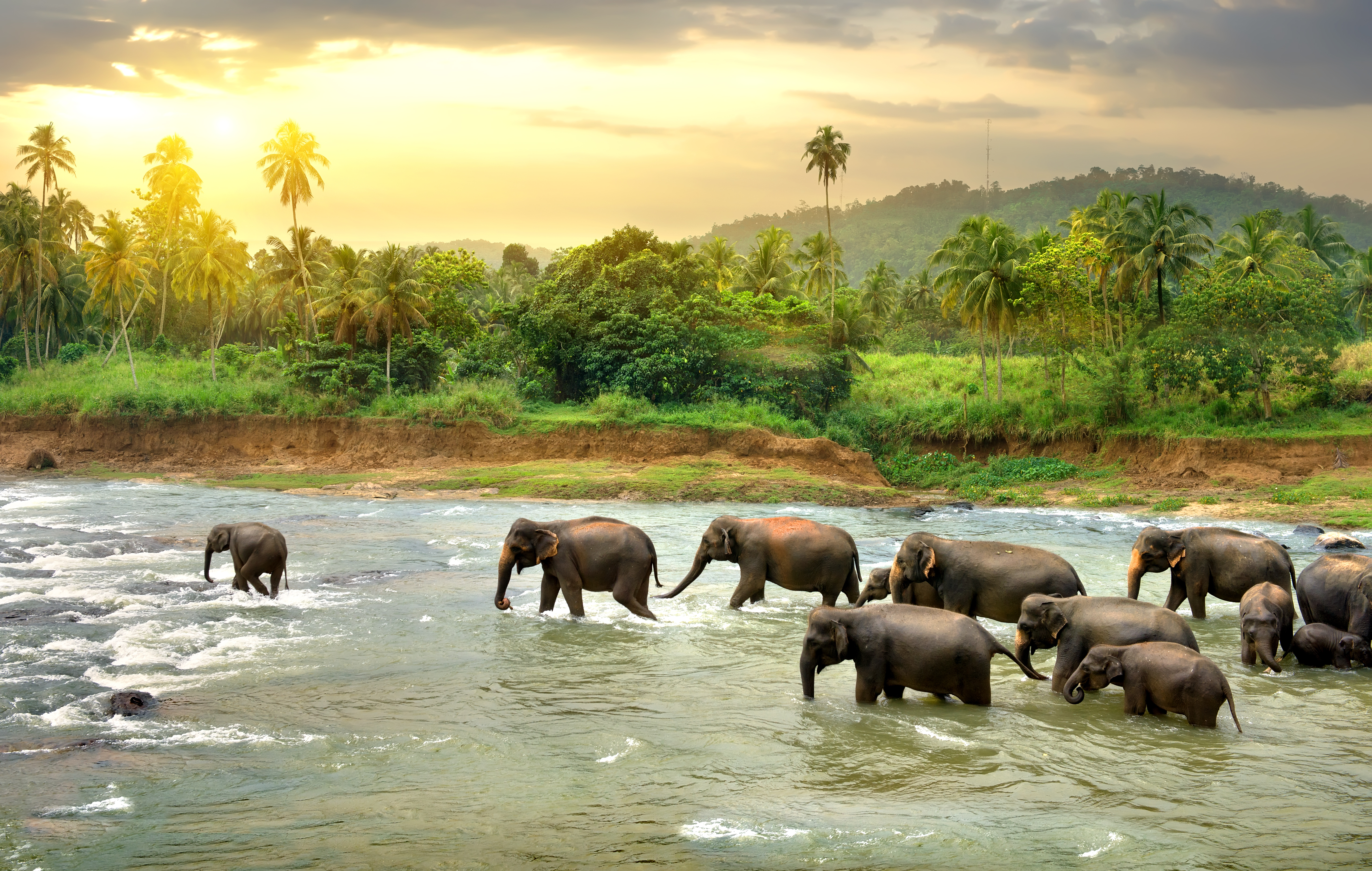 Group of Elephants enjoying Nature