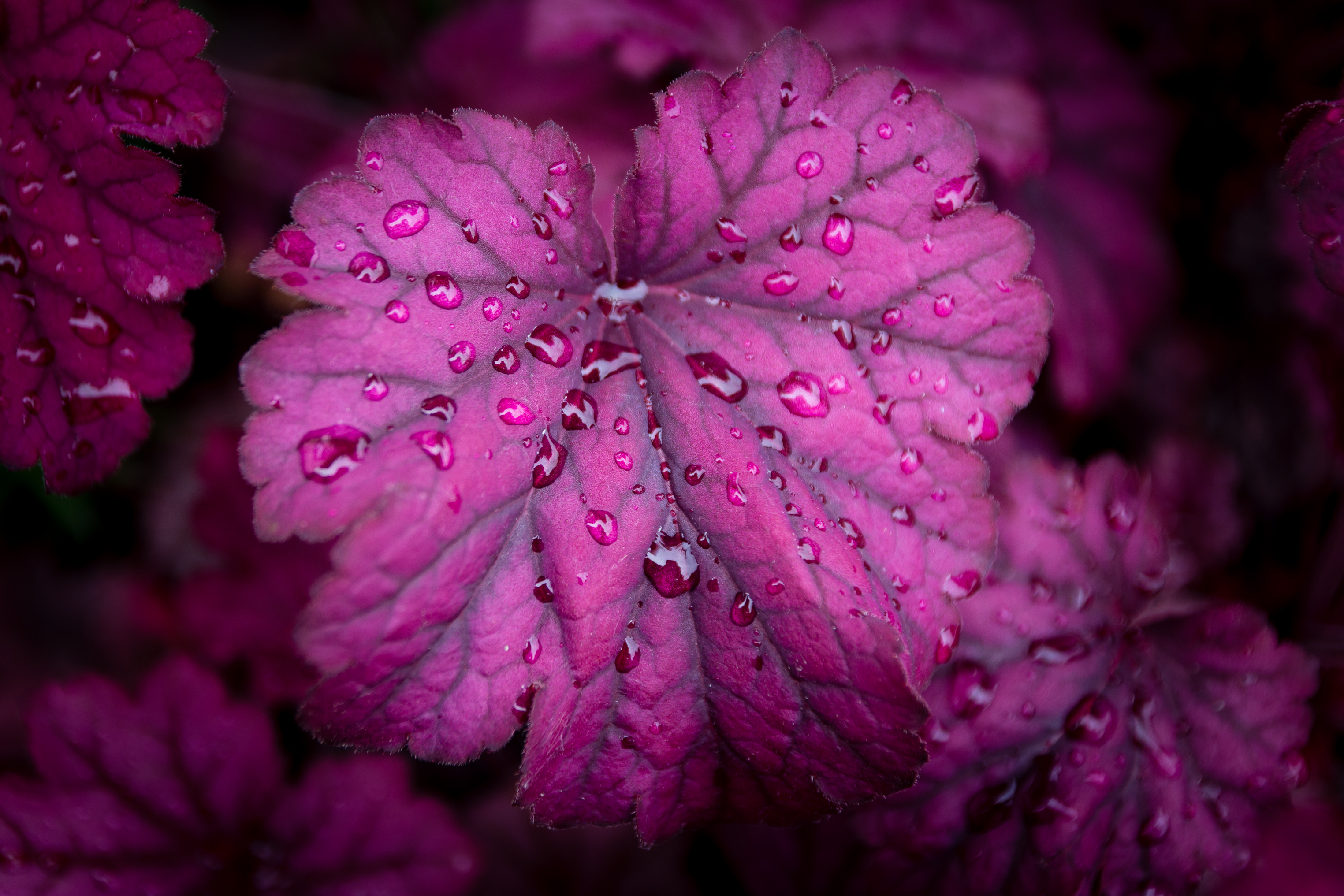 Heuchera after Rain | Nature Wallpaper