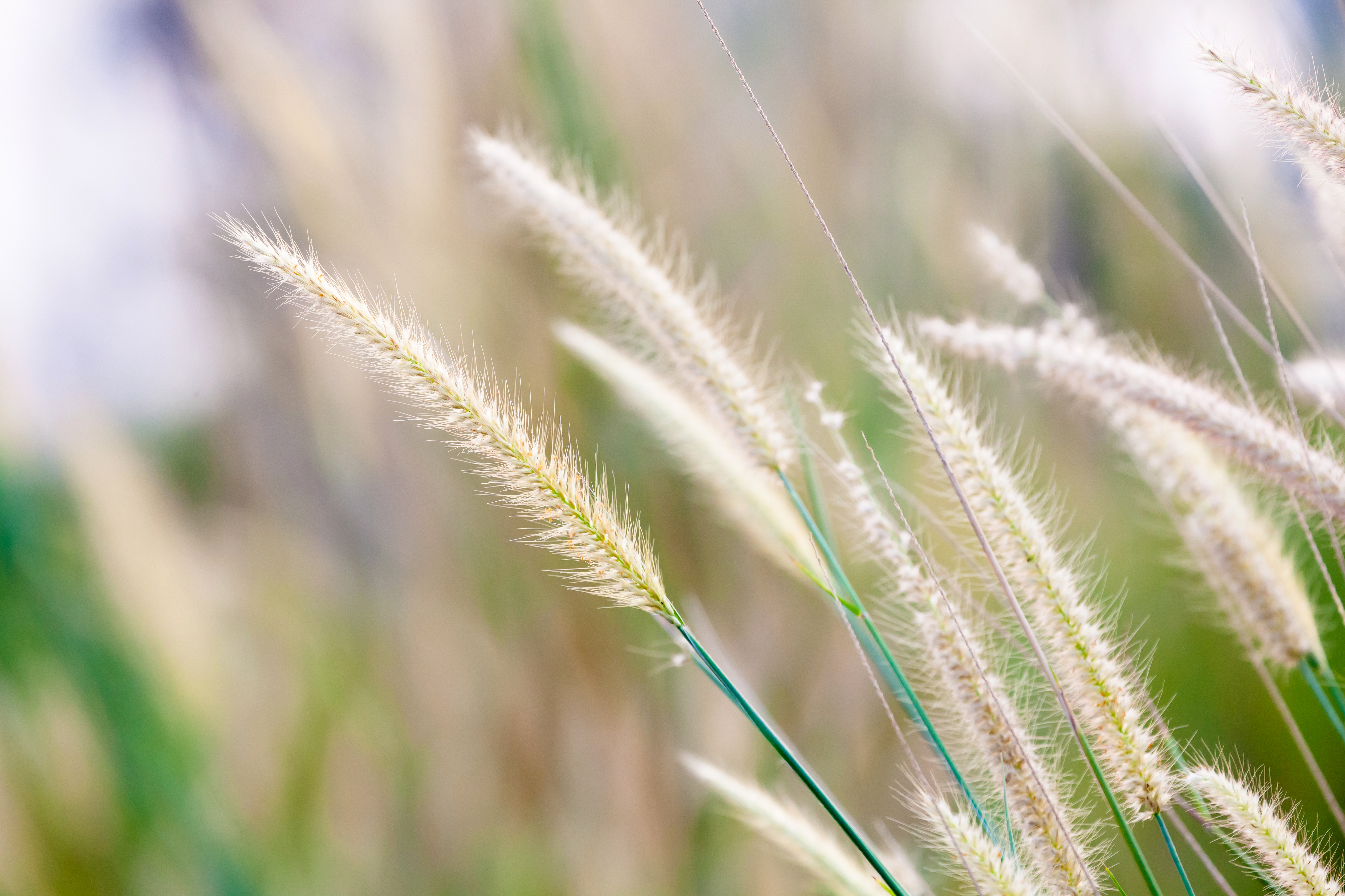 Shallow depth of field | Nature Wallpaper