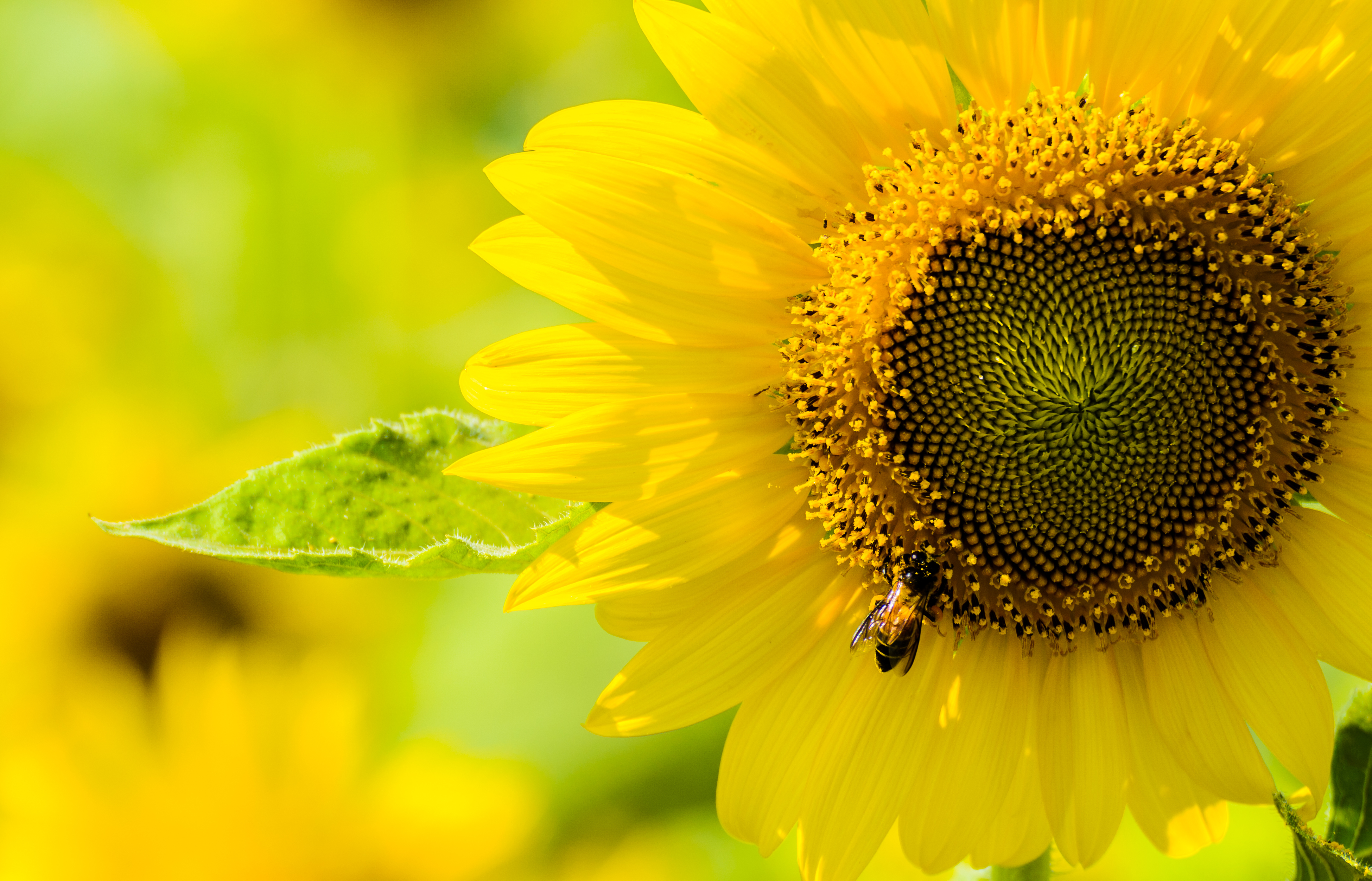 Sunflower and the bee | Nature Wallpaper