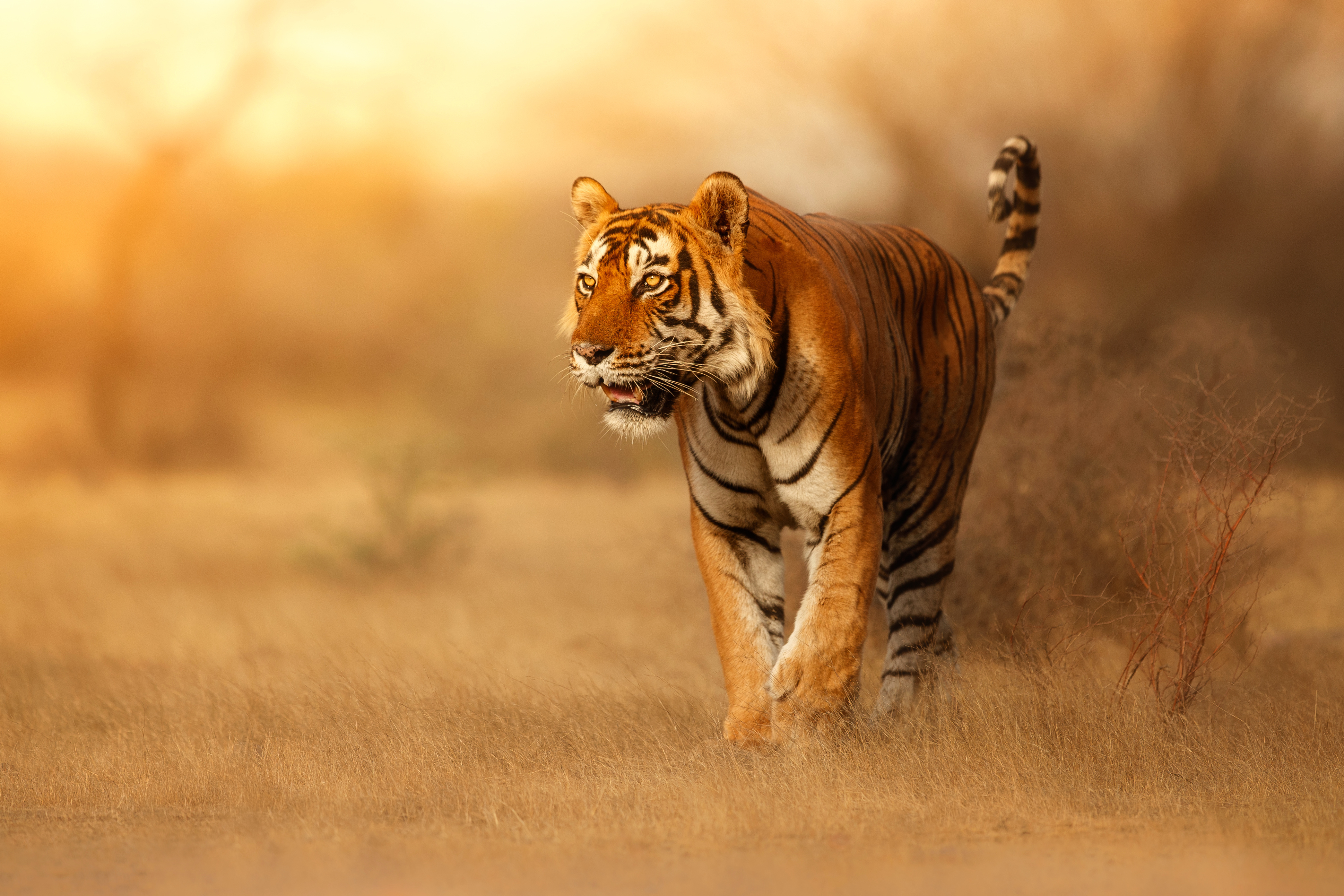 Tiger walk during the golden light time | Nature Wallpaper