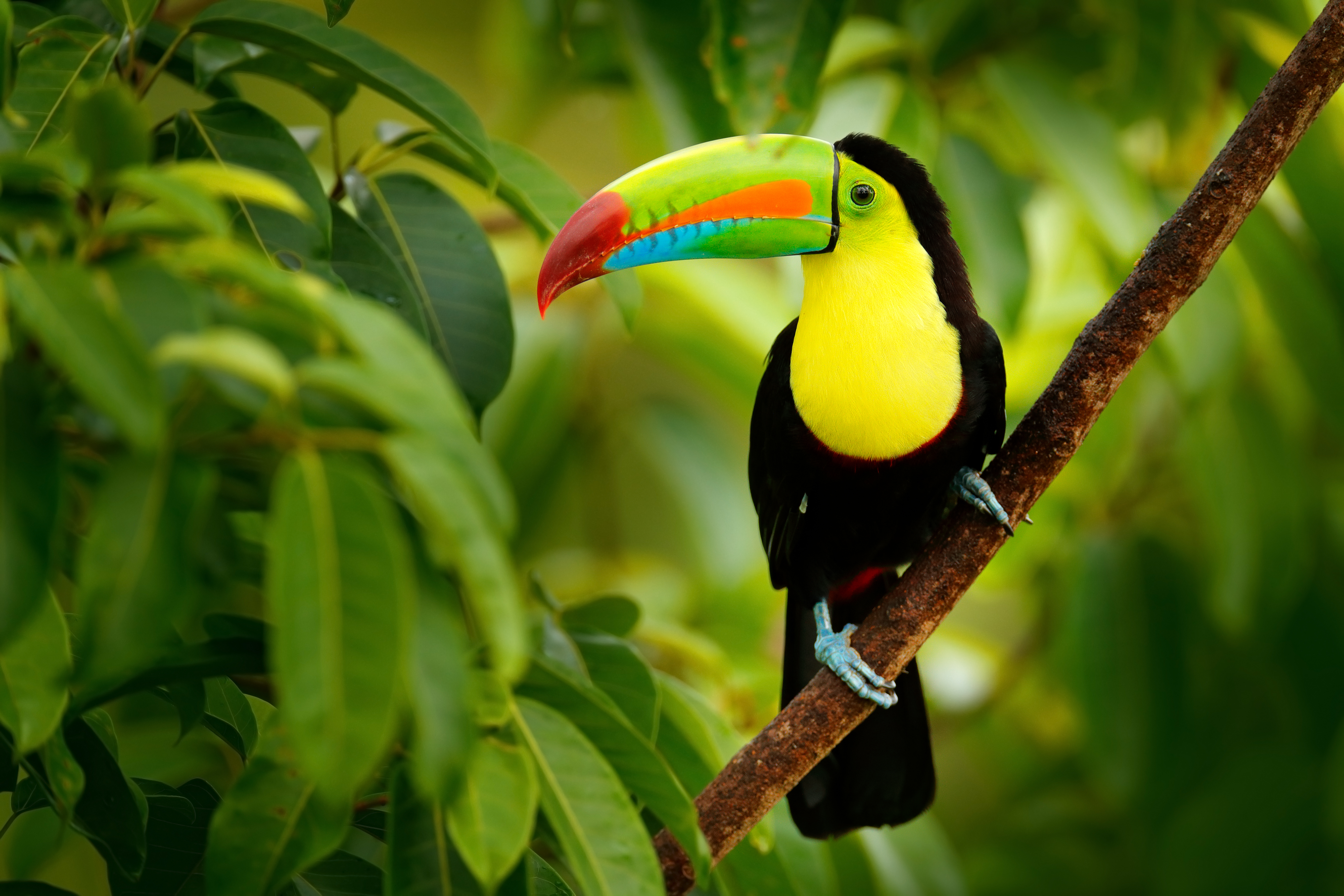 Toucan sitting on the branch | Nature Wallpaper